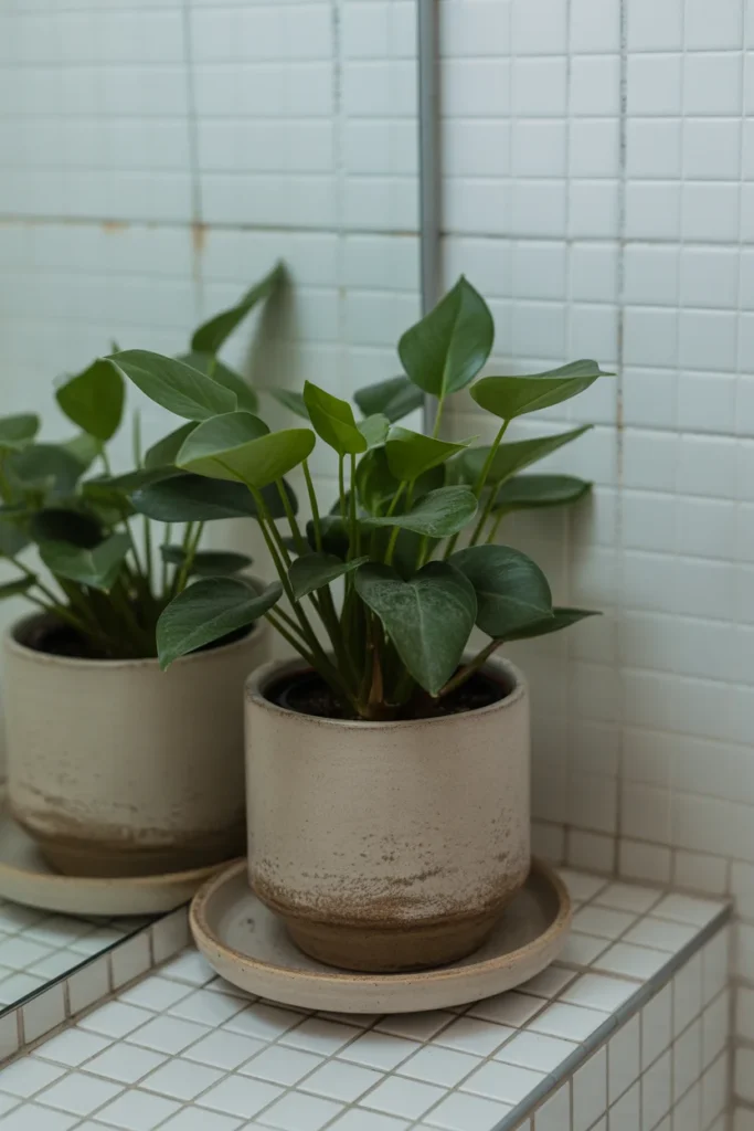 Use the Right Pot with Drainage