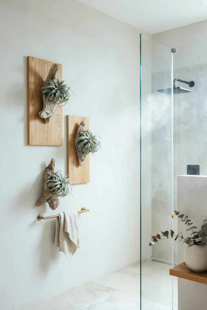 Air Plants