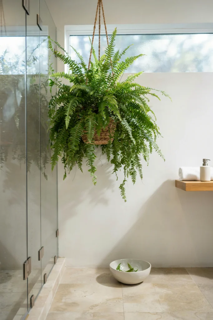 Boston Fern
