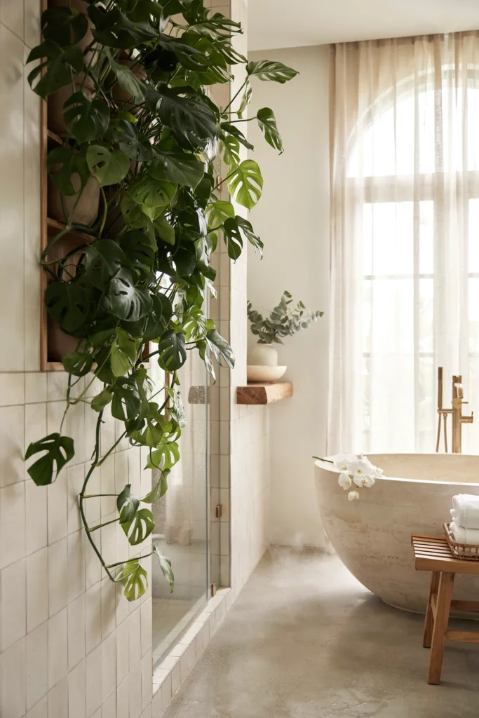 Monstera Adansonii