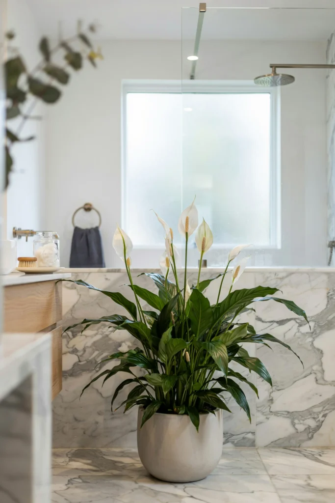 Peace Lily