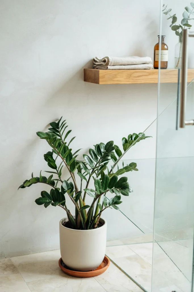 ZZ Plant