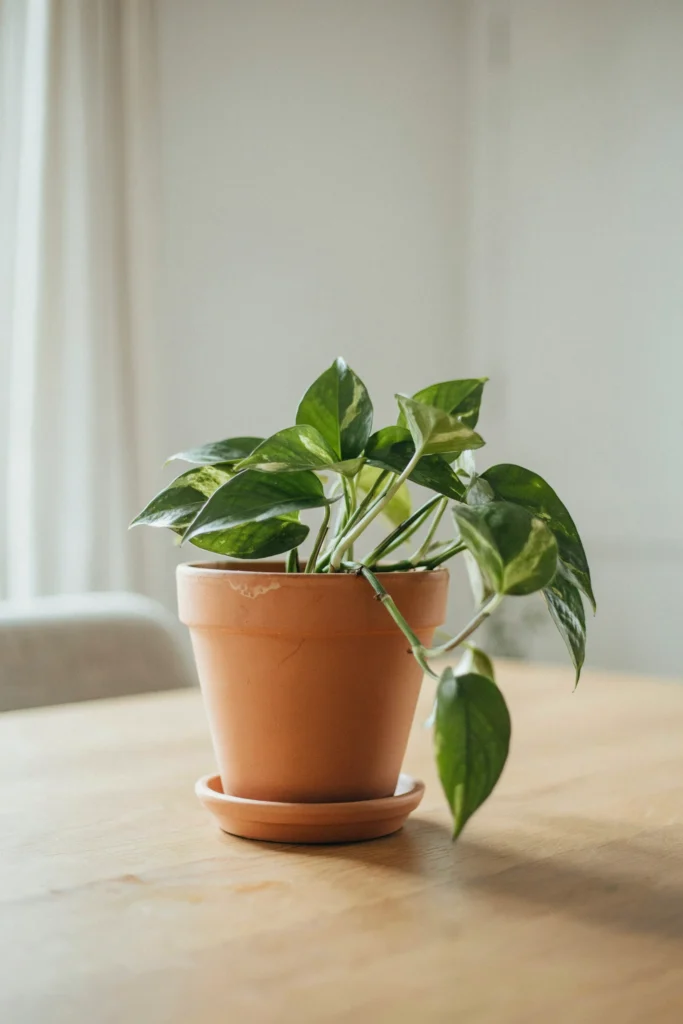 A Terracotta Pot with a Simple Trailing Plant